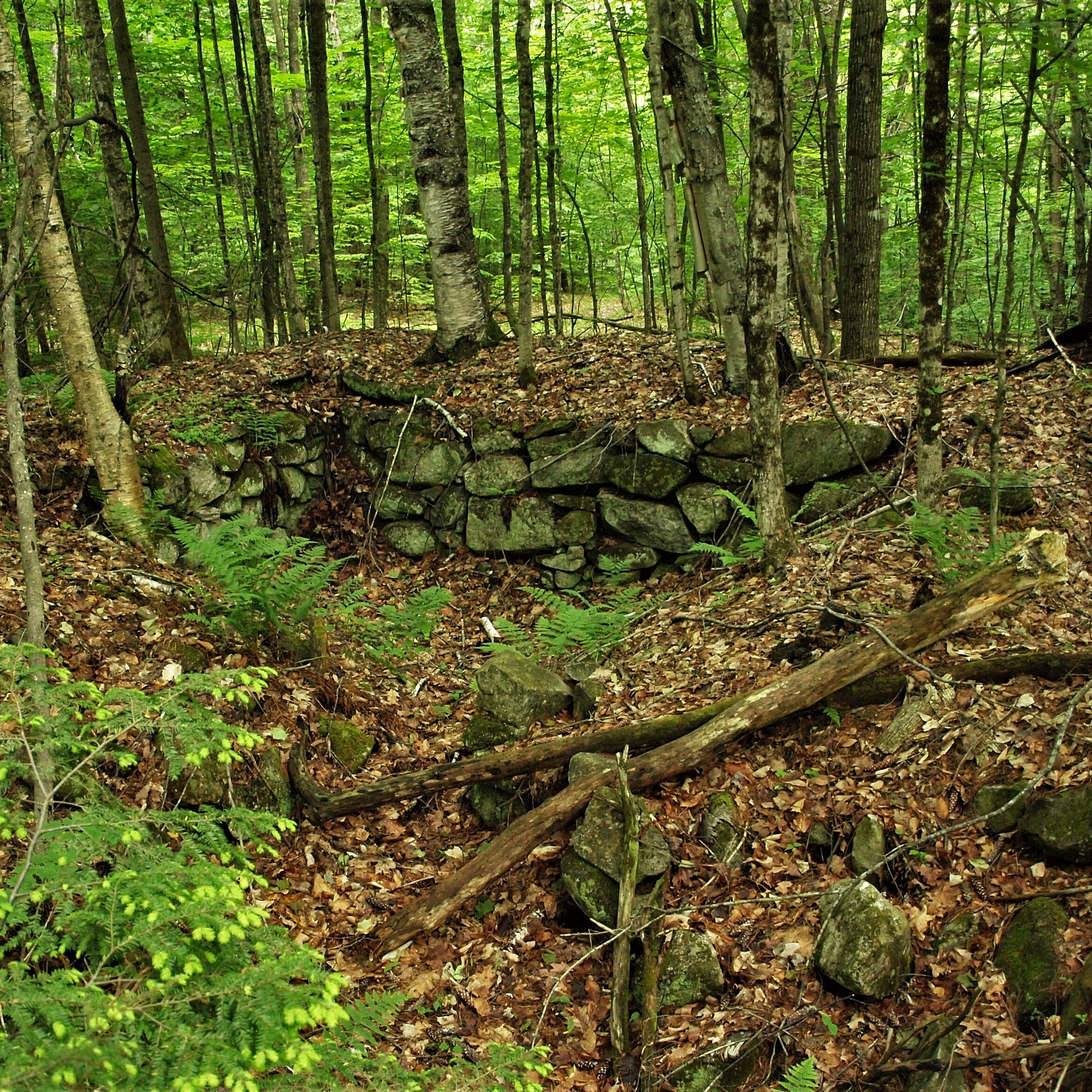 Landscape Interpretation: Clues to Cultural History, Natural and Human Disturbances, Tree Responses and Growth - logo